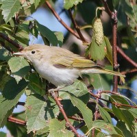 Western Bonelli's Warbler